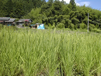 田植え後３カ月の稲